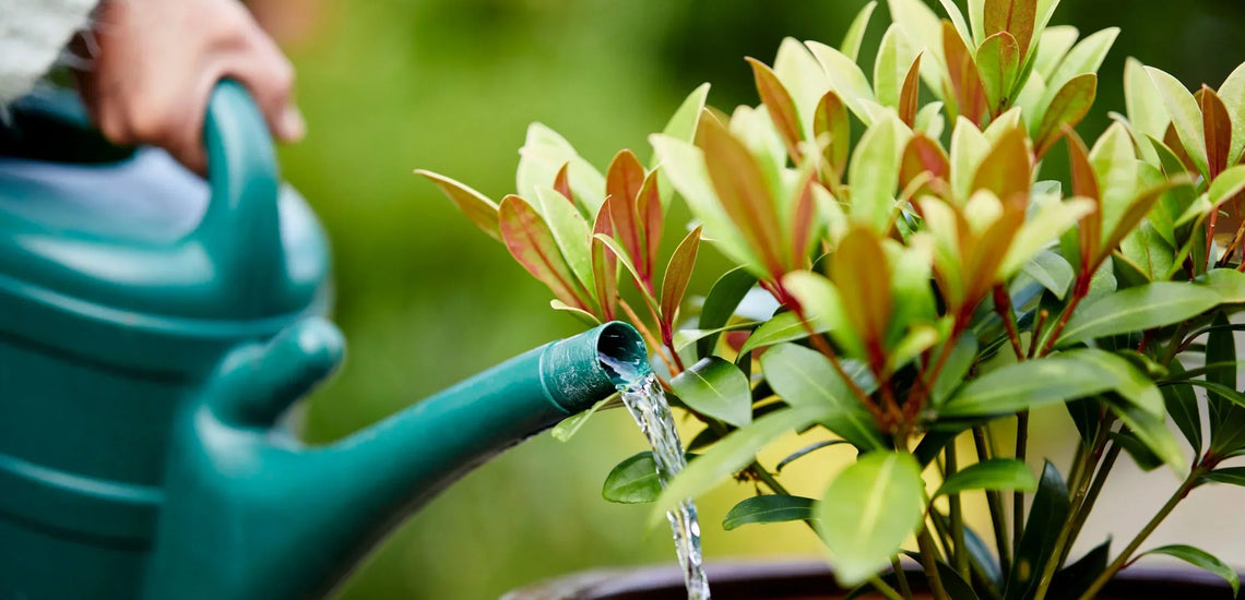 Confused About Watering? A Simple Guide to How Often Your Garden Needs Water