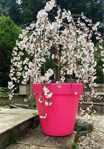extra large plant pots for trees Pink Ecosure Classic Extra Large Tree Planter