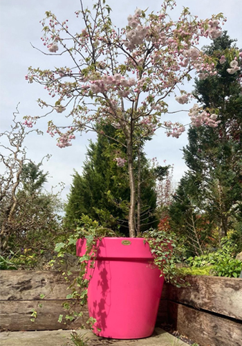 Pink Water Butt Planter