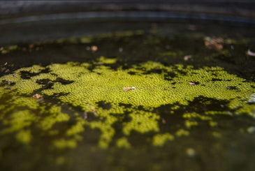 5 Tips To Prevent Algae Growth In Your Water Butt