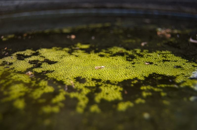 Algae Growth In Your Water Butt