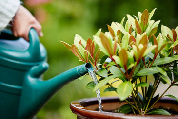 Confused About Watering? A Simple Guide to How Often Your Garden Needs Water