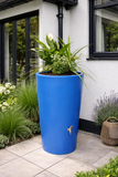 Blue cylindrical water butt planter with green plants against a white wall with black window frames.